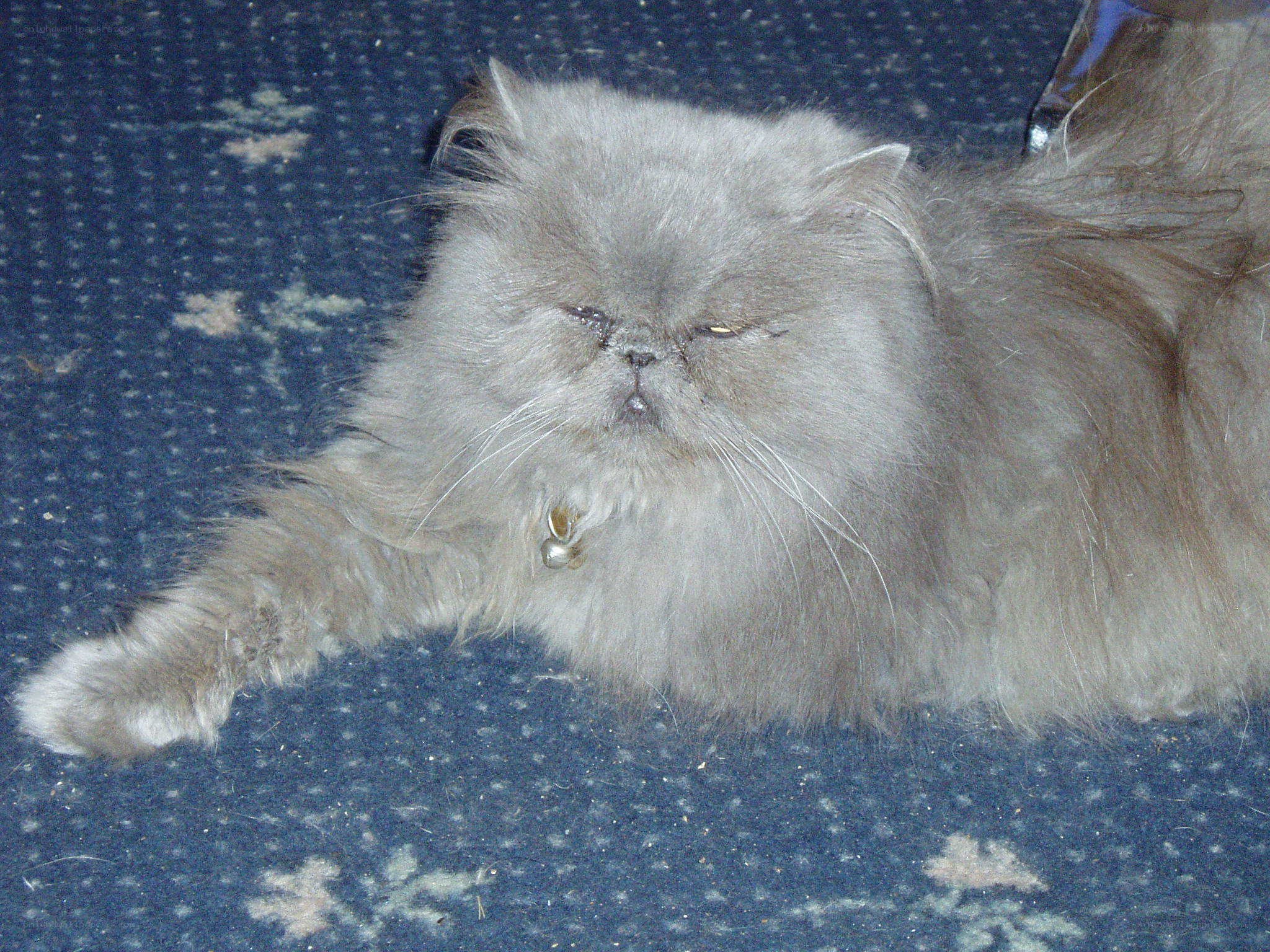 fluffy cat resting on carpet