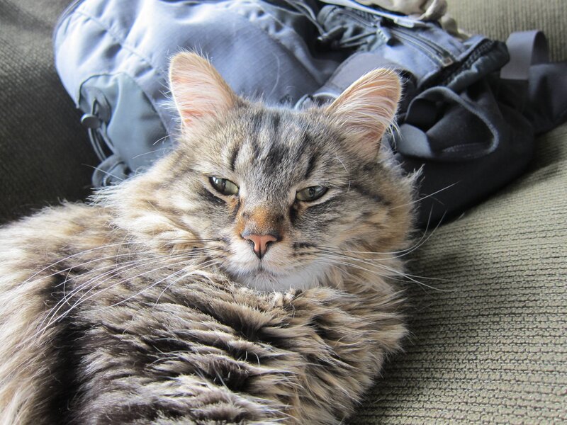 fluffy cat resting on couch