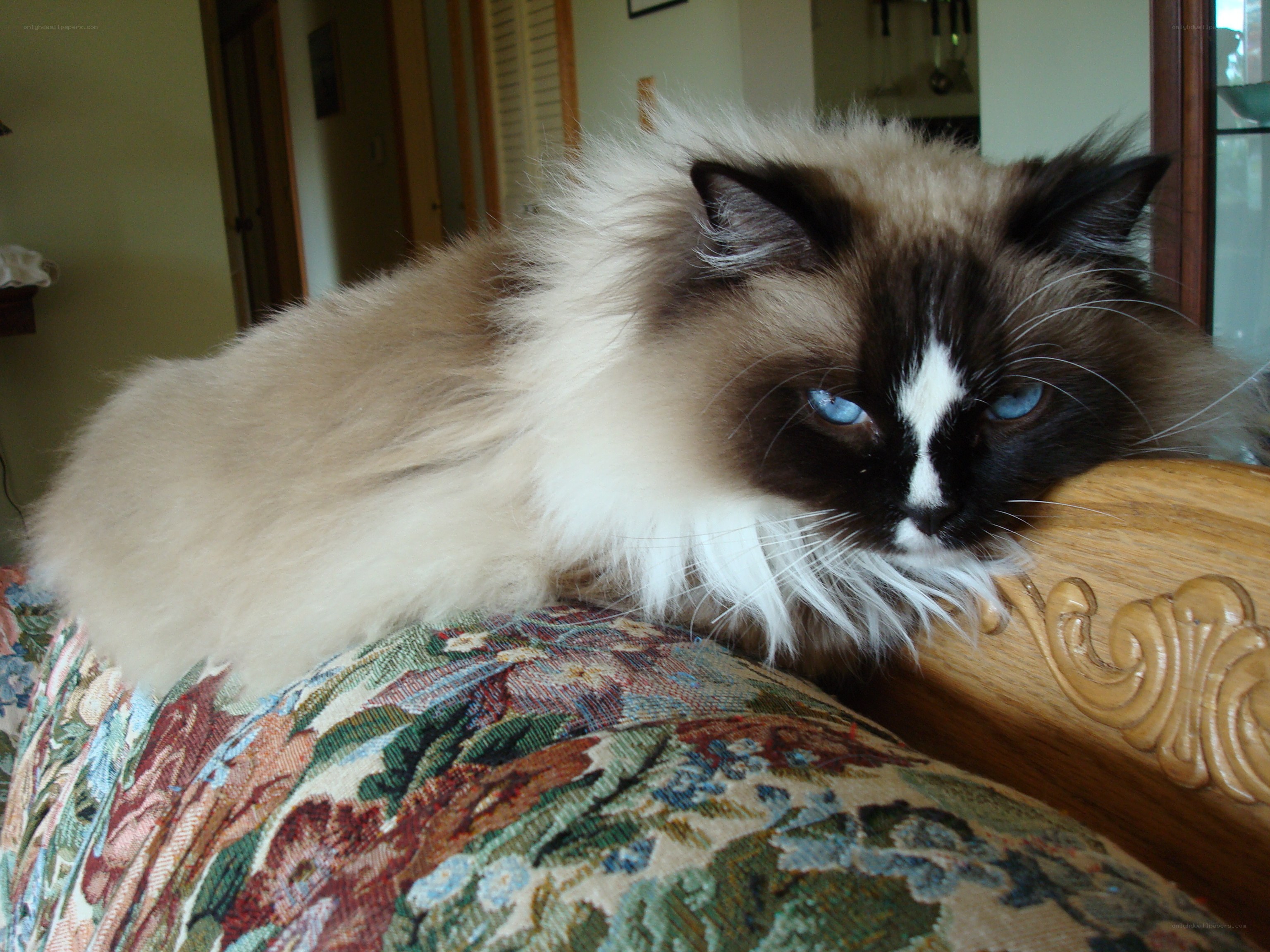 fluffy cat resting on couch