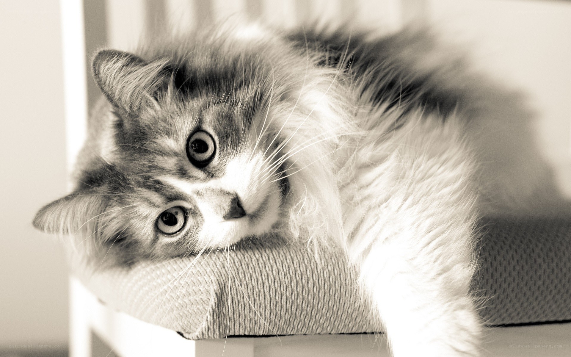 fluffy cat resting on cushion