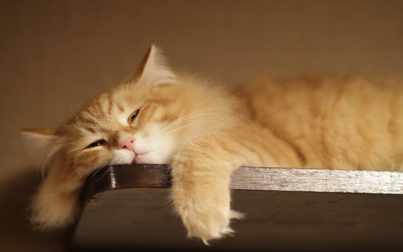 fluffy cat resting on edge