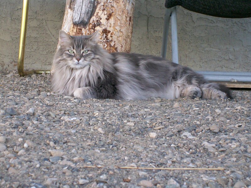 fluffy cat resting on gravel