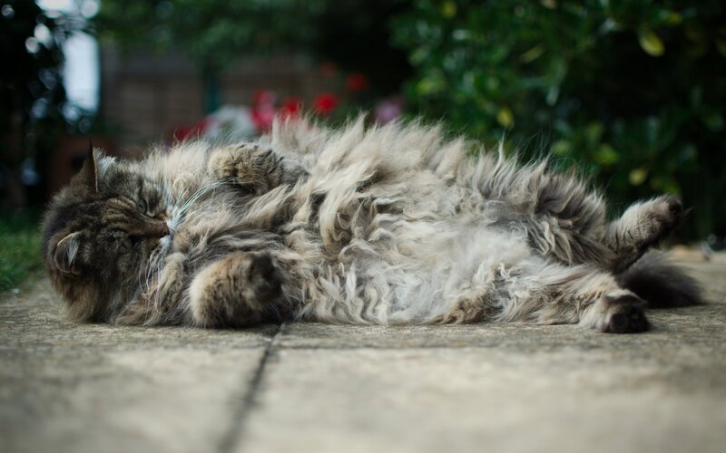 fluffy cat resting on ground