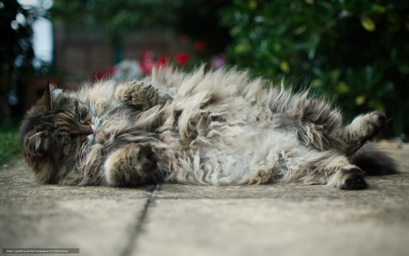 fluffy cat resting on ground