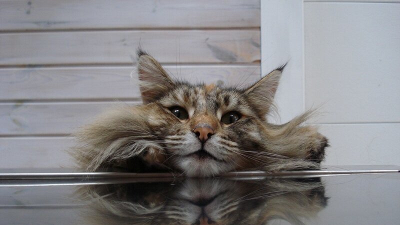 fluffy cat resting on surface