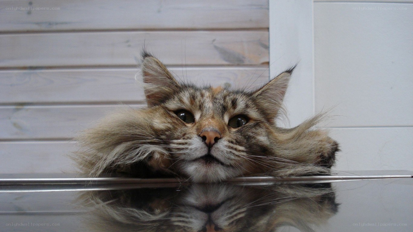 fluffy cat resting on surface