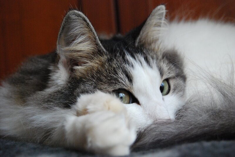 fluffy cat resting