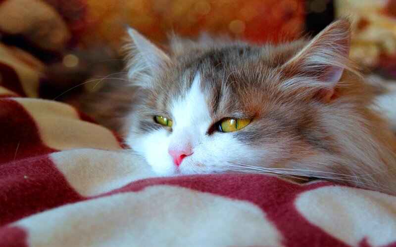 Fluffy Cat Resting — White, Calm, Photograph