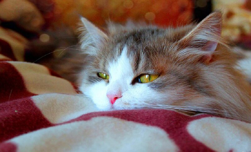 Fluffy Cat Resting — White, Calm