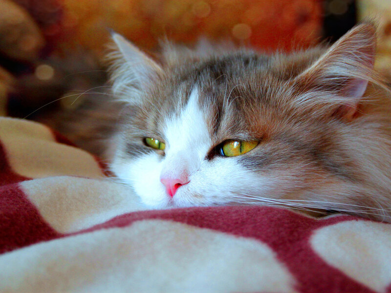 Fluffy Cat Resting — White