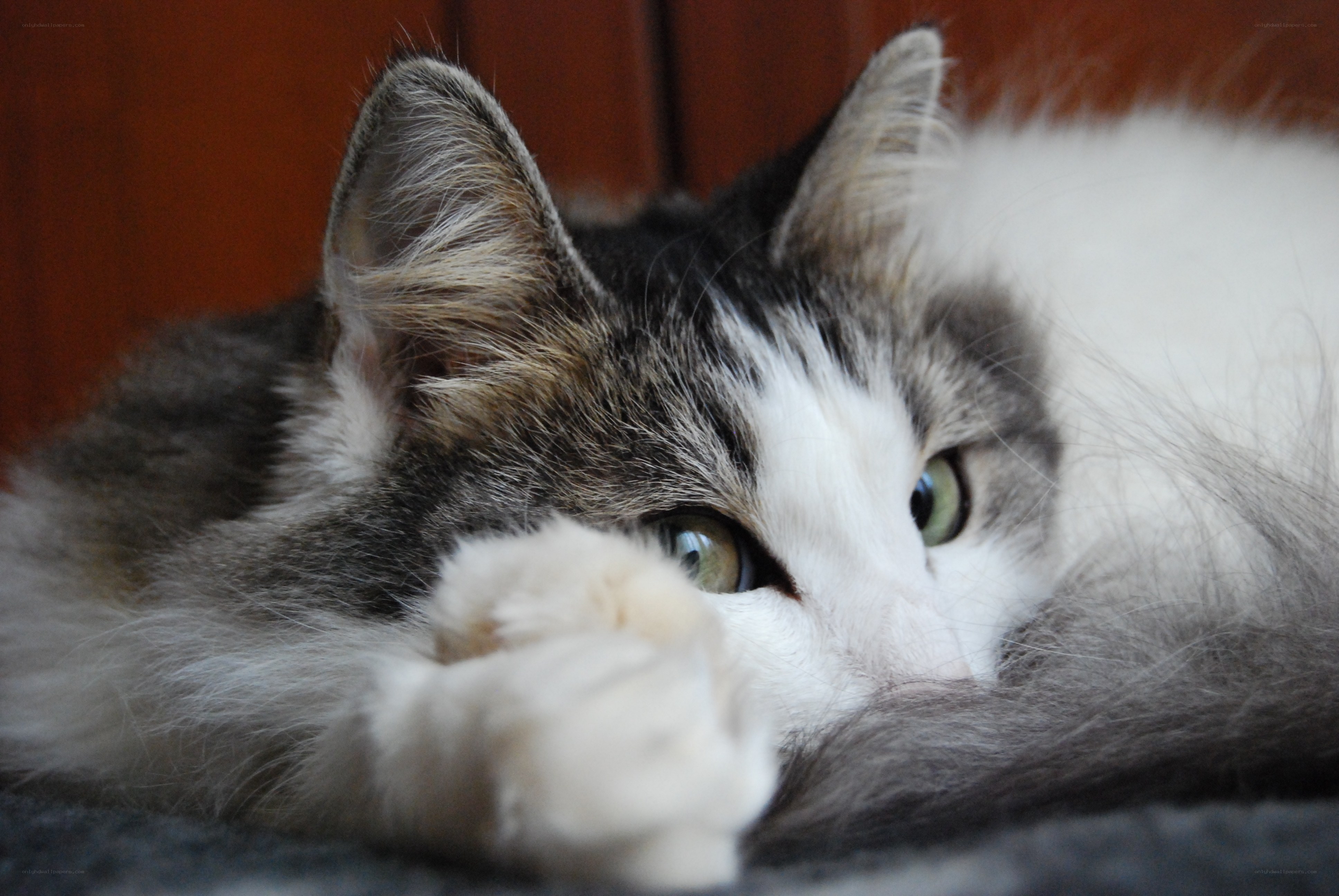 fluffy cat resting