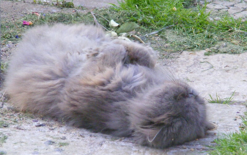 fluffy cat rolling on ground