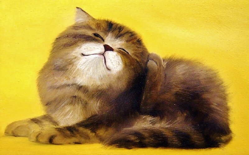 Fluffy Cat Scratching