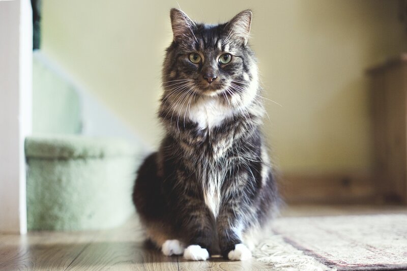 fluffy cat sitting on floor