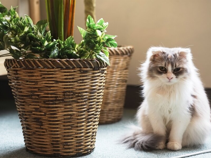 Fluffy Cat Sitting