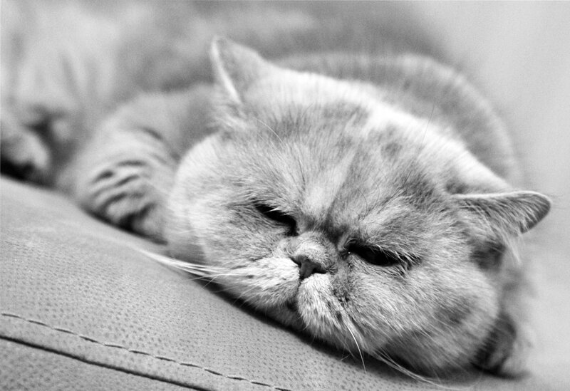Fluffy Cat Sleeping — Black, Calm, Photograph