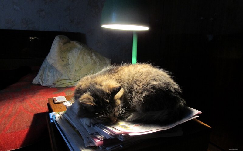 Fluffy Cat Sleeping — Black, Dramatic