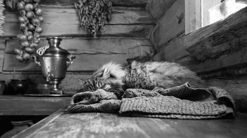 Fluffy Cat Sleeping — Black, Peaceful, Photograph, Samovar