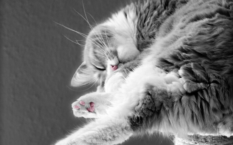 Fluffy Cat Sleeping — Black, Peaceful, Photograph