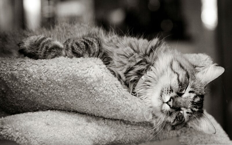 Fluffy Cat Sleeping — Black, Peaceful
