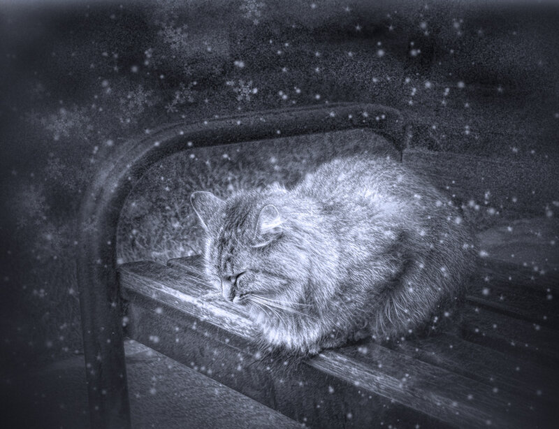 Fluffy Cat Sleeping — Black