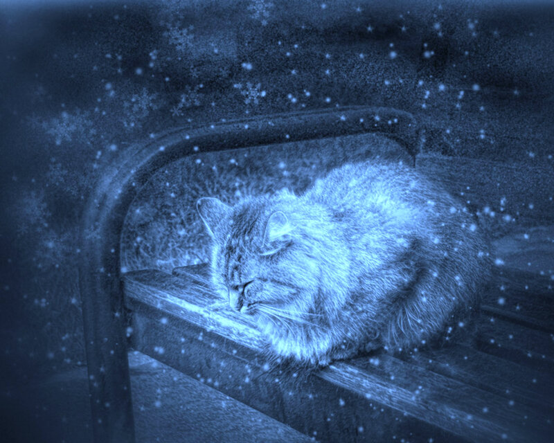 Fluffy Cat Sleeping — Blue, Serene
