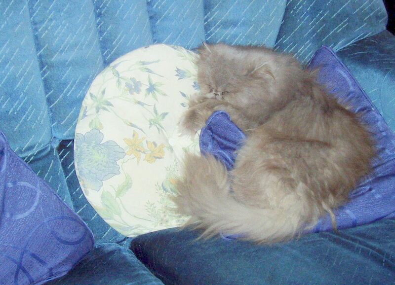 Fluffy Cat Sleeping — Blue