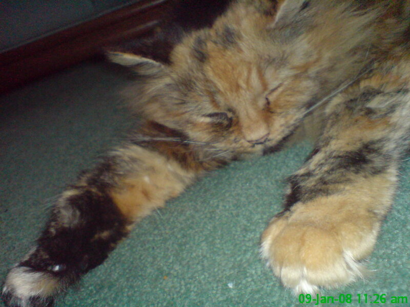 Fluffy Cat Sleeping — Brown, Calm