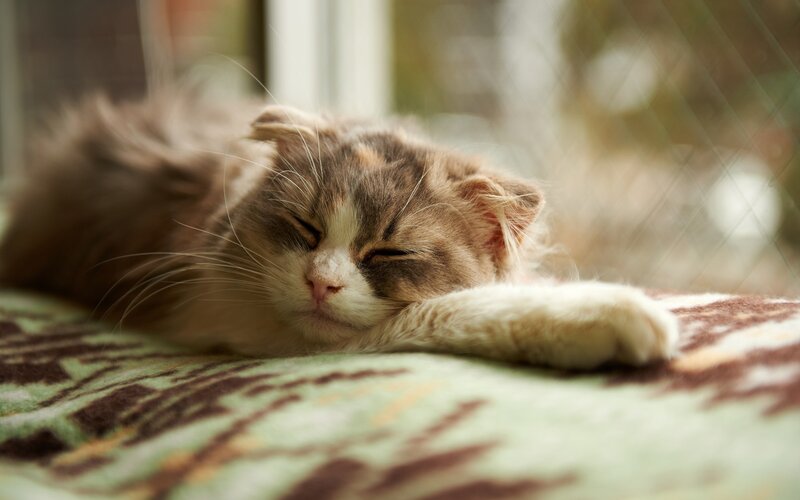 Fluffy Cat Sleeping — Brown, Peaceful, Morning