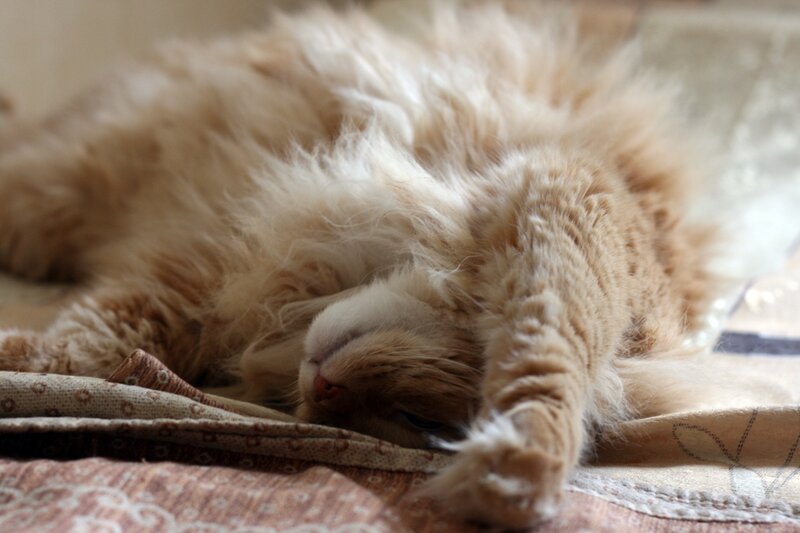 Fluffy Cat Sleeping — Brown, Peaceful, Photograph, Blanket