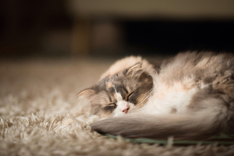Fluffy Cat Sleeping — Brown, Peaceful, Photograph, Carpet