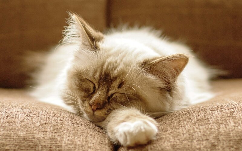 Fluffy Cat Sleeping — Brown, Peaceful, Photograph, Couch