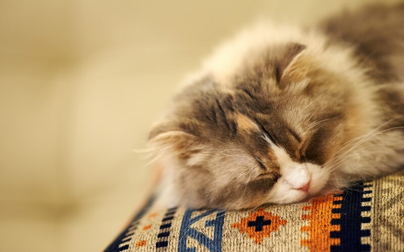 Fluffy Cat Sleeping — Brown, Peaceful, Photograph, Pillow