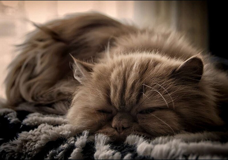 Fluffy Cat Sleeping — Brown, Peaceful, Photograph