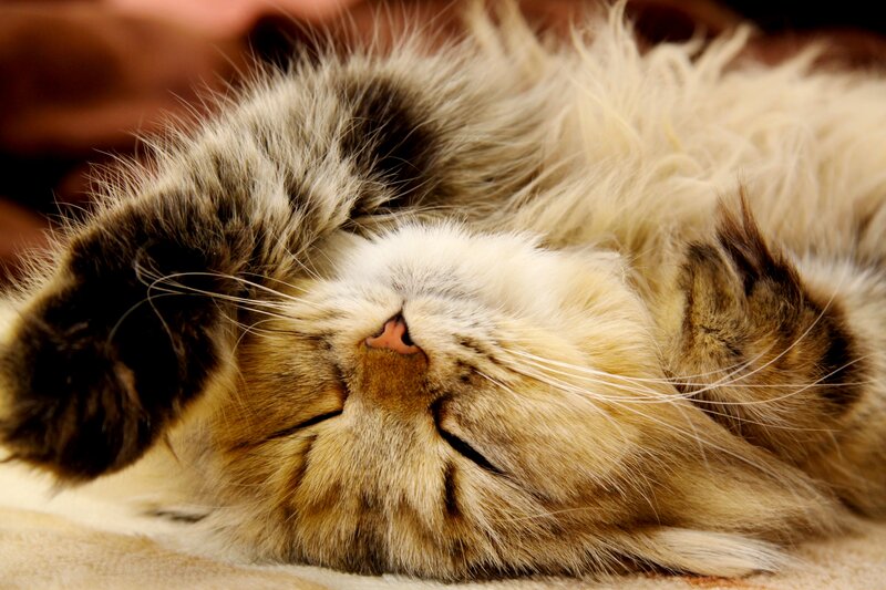 Fluffy Cat Sleeping — Brown, Peaceful, Photograph, Whiskers