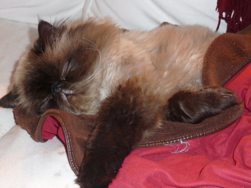 Fluffy Cat Sleeping — Brown, Peaceful