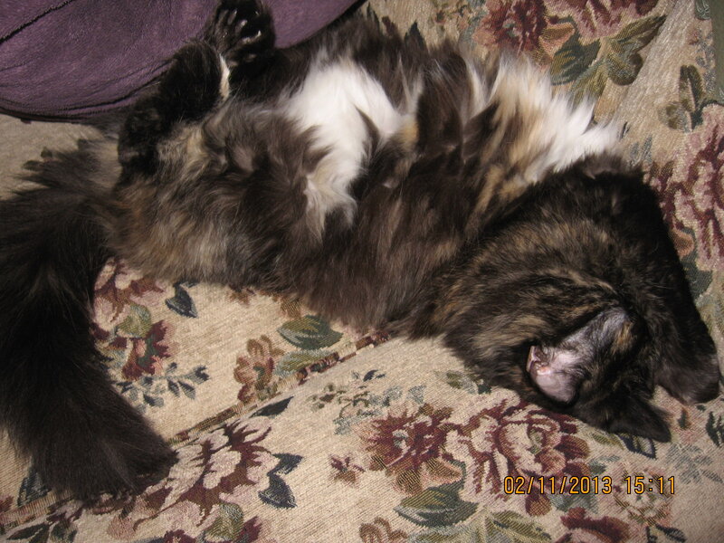 Fluffy Cat Sleeping — Brown, Relaxed