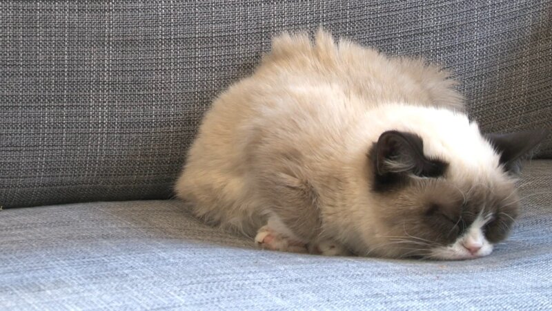 Fluffy Cat Sleeping — Gray, Calm, Photograph
