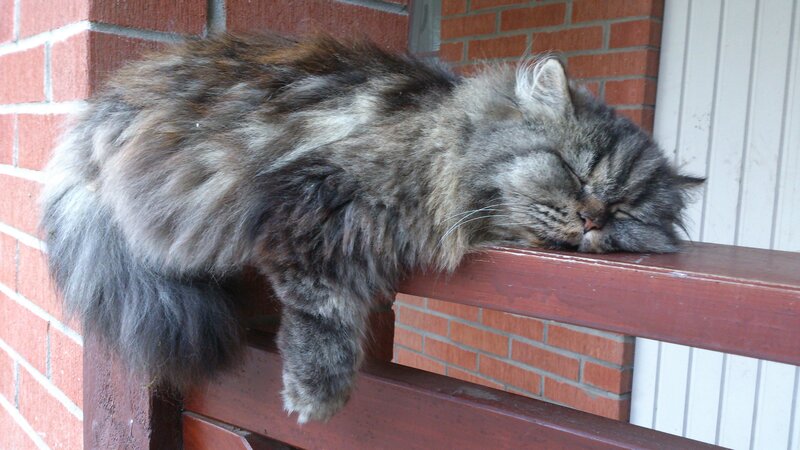 Fluffy Cat Sleeping — Gray, Peaceful