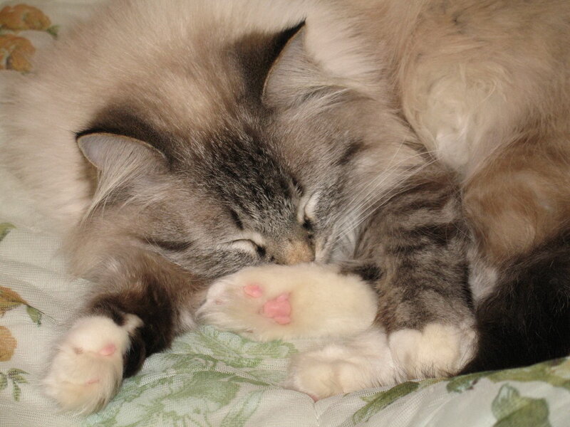 Fluffy Cat Sleeping — Gray