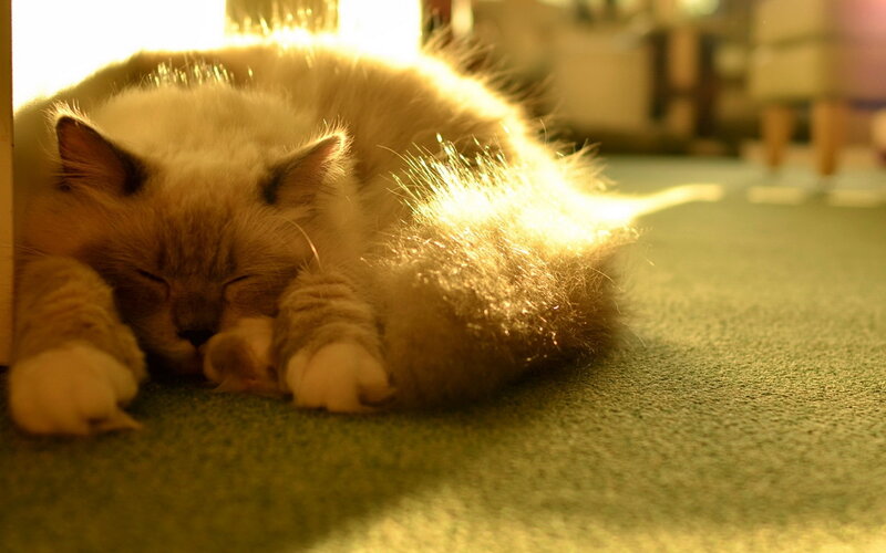 Fluffy Cat Sleeping — Green