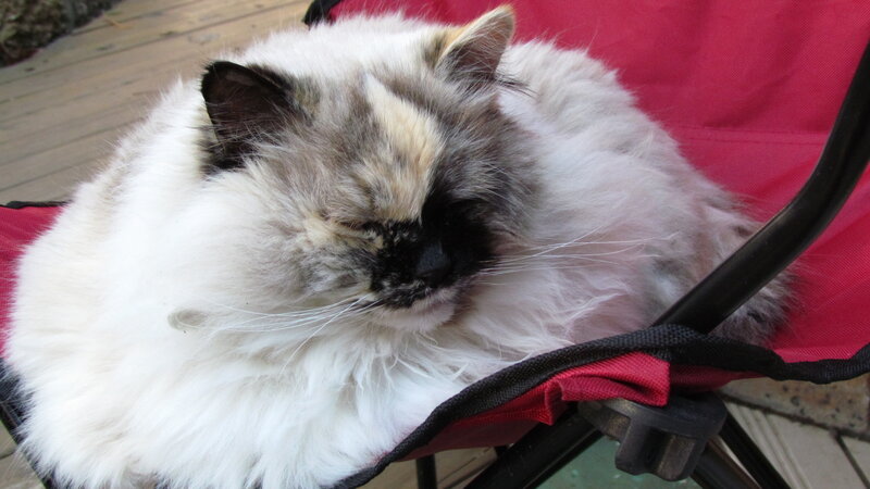 Fluffy cat sleeping in chair
