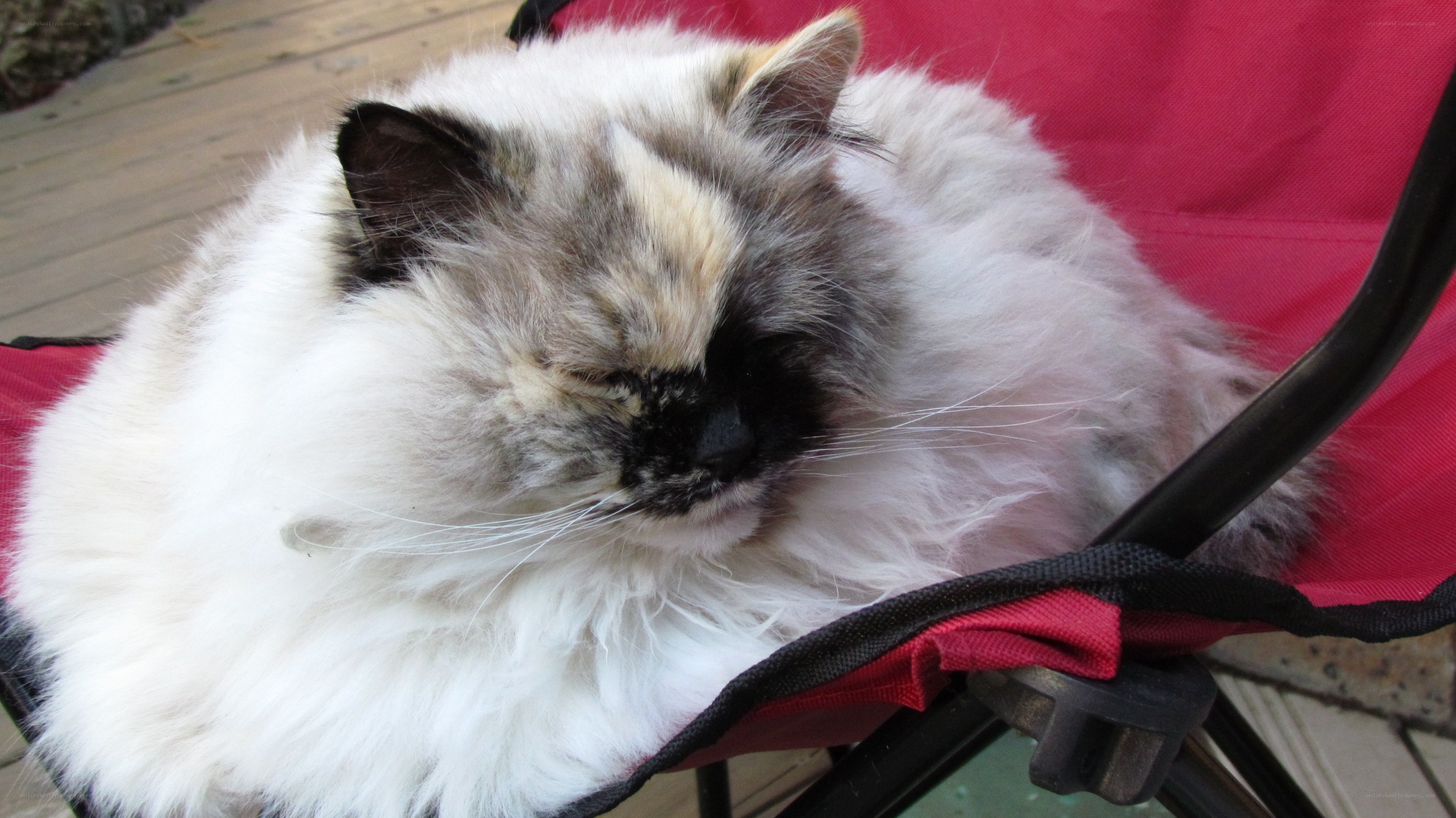 Fluffy cat sleeping in chair