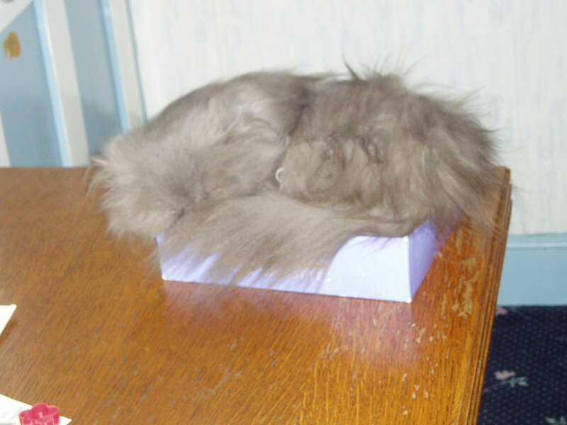fluffy cat sleeping on box