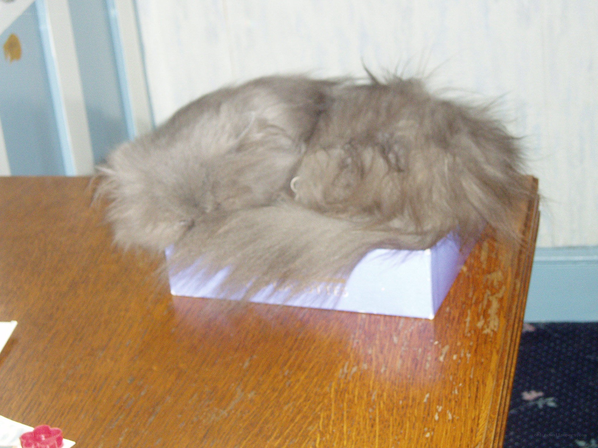 fluffy cat sleeping on box