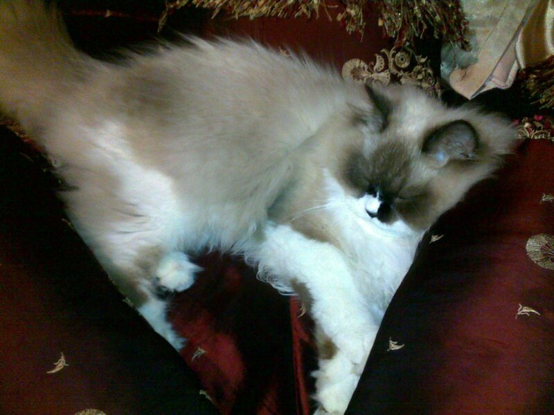 fluffy cat sleeping on couch