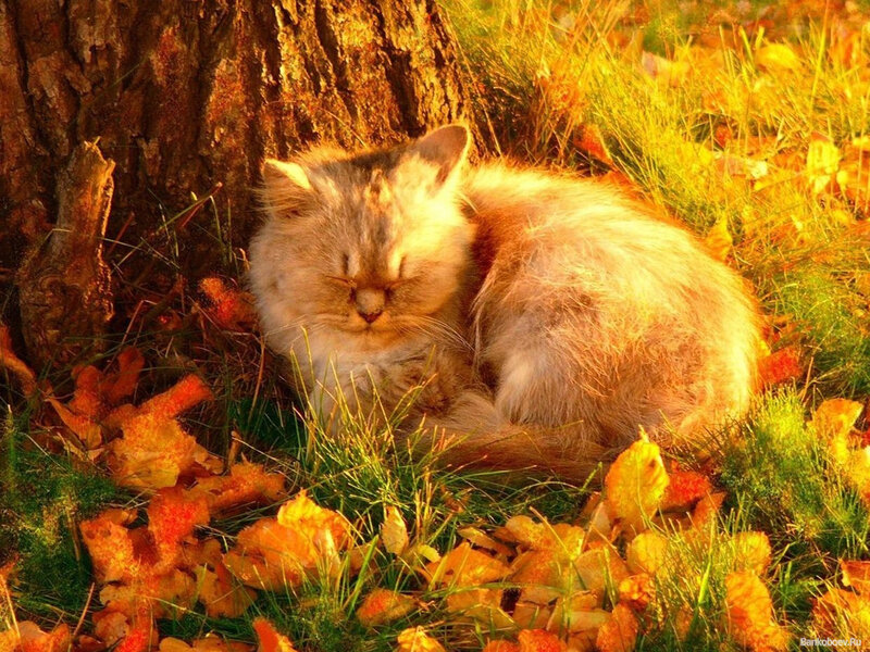 Fluffy Cat Sleeping — Orange