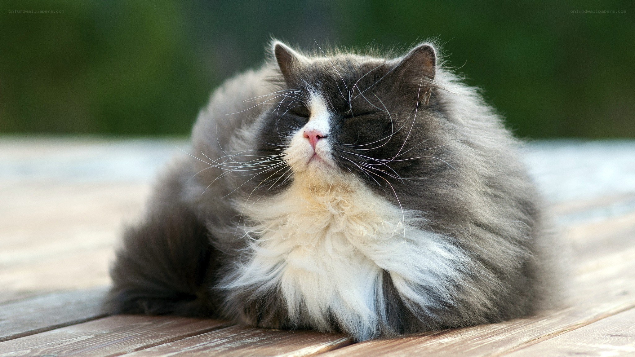 fluffy cat sleeping peacefully