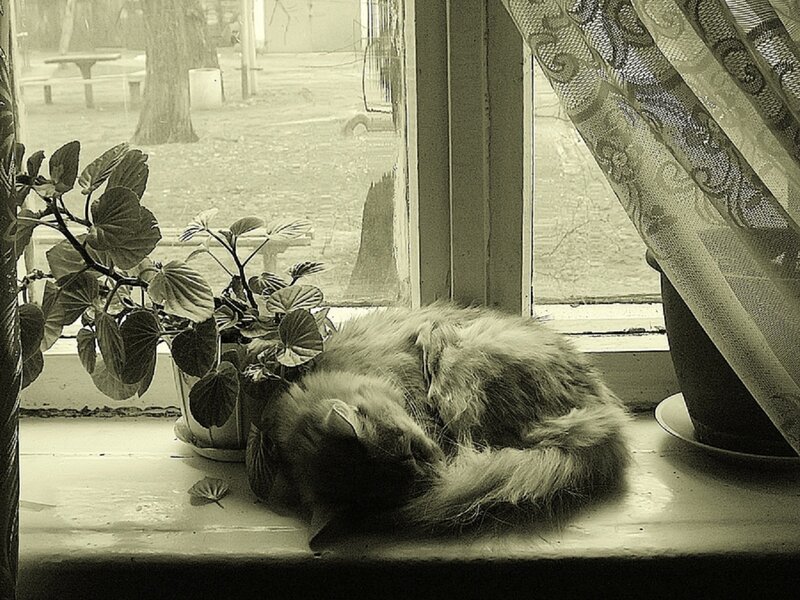 Fluffy Cat Sleeping — Sepia
