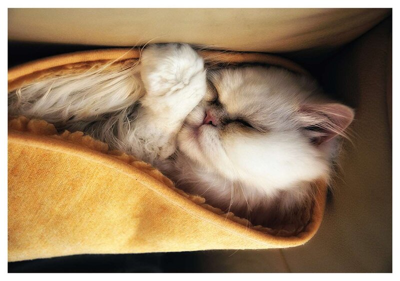 Fluffy Cat Sleeping — White, Peaceful, Photograph, Blanket